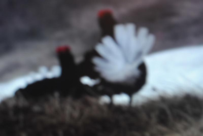 005.JPG