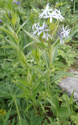 Amsonia-.tabernaemontana_02.jpg