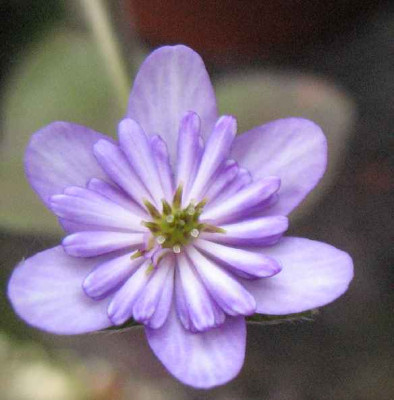 7.3.07._Hepatica_n._var._jap._Asahizuru__001.JPG