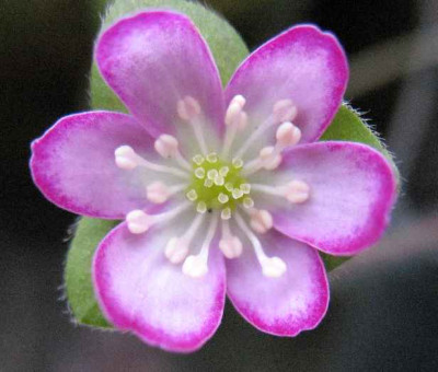 7.3.07._Hepatica_n._var._pubescens_029.JPG