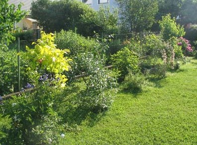 Dufthecke_Juni_2006_Kopie.jpg