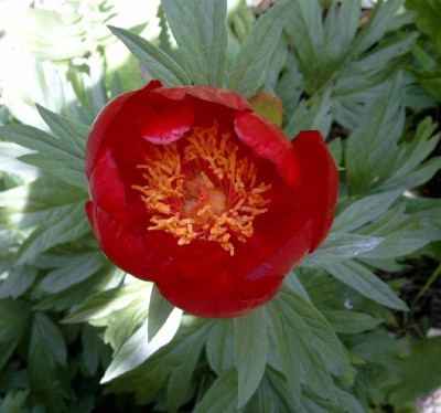 Paeonia_mlokos.jpg