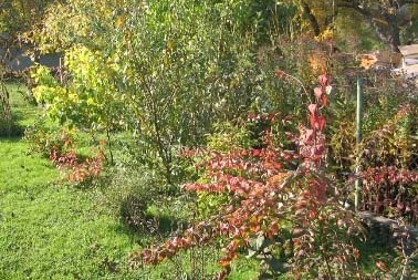 Dufthecke_Herbst_Kopie.jpg
