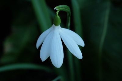 G.poculi perfect.JPG