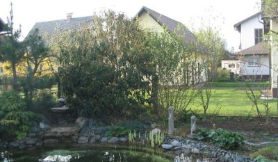 Teich_im_Vorjahr_Kopie.jpg