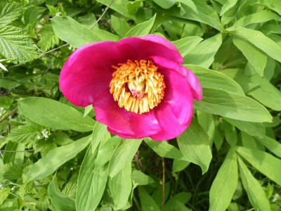 Paeonia_Teich4.jpg