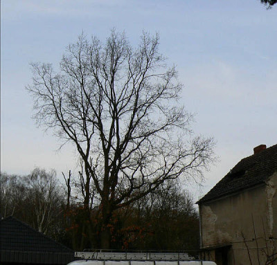 Baum1b.jpg