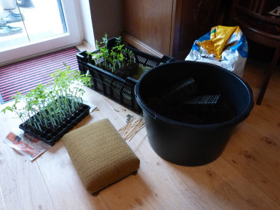 2018-03-31 Tomaten.jpg