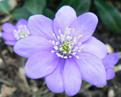 Hepatica_nobilis_07_03_08_b.jpg