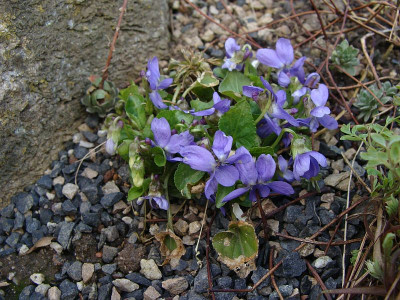 Viola pyrenaica 18.jpg