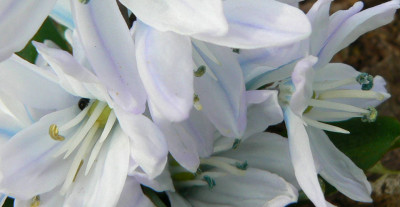 Chionodoxa_1.jpg