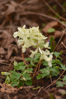 C. malkensis.jpg