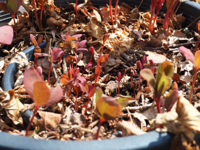 Paeonia mlokosewitschii Sämlinge P3310008.JPG