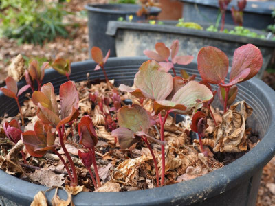 Paeonia mlokosewitschii Sämlinge P3310031.JPG