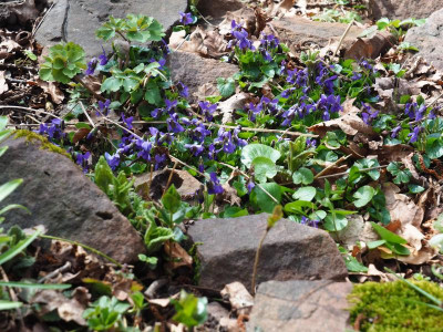Viola odroata P3310017.JPG
