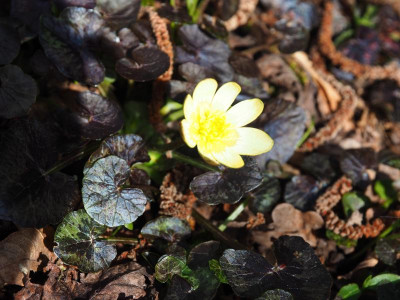 Ranunculus ficare schwarz weiß P3310004.JPG