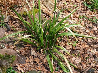 Iris foetidissima P3310009.JPG