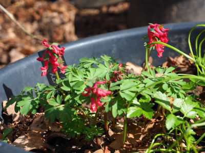 Corydalis solida Rot P3310010.JPG