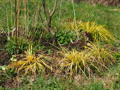 Carex oshimensis 'Everillo' P3310034.JPG