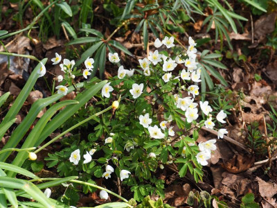 Isopyrum thalictroides P3310012.JPG