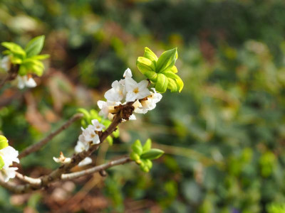 Daphne mezereum fo. alba P3310014.JPG