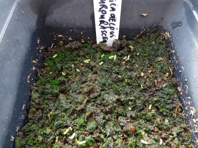 Philadelphus purpurascens Germination March 2018.JPG