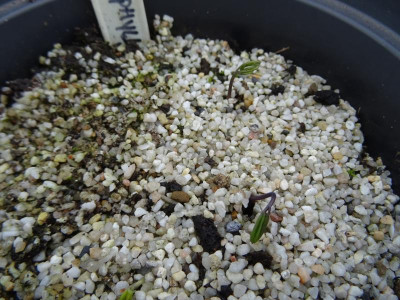 Caulophyllum thalictroides Germination March 2018.JPG