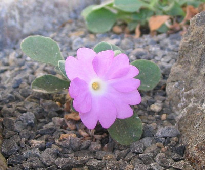 Primula_allionii_3_fars_2007.jpg