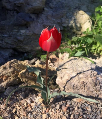 Tulipa systola_18-03.jpg