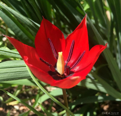 Tulipa sosnowskyi_18-03.jpg