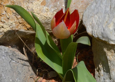 Tulipa spec_Iran_18-03-19.jpg