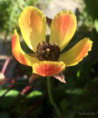Ranunculus asiaticus_18-03.jpg