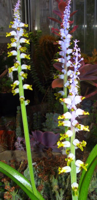 Lachenalia_mutabilis_07-01.jpg
