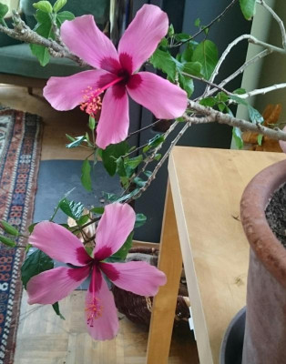 _20180401_134219.JPG