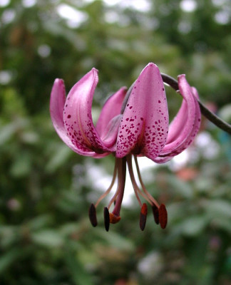07140003_eLilium_martagon.JPG