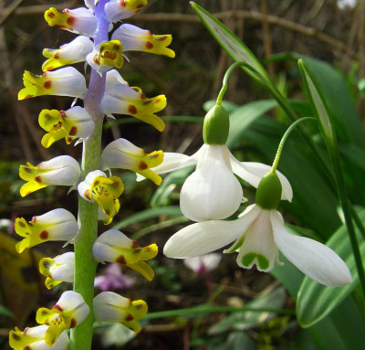 Lachenalia_mutabilis_und_Galanthus_woronowii.jpg