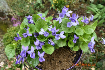 Viola odorata Königin Charlotte 002.JPG