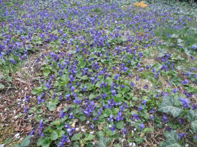 Viola_odorata.JPG