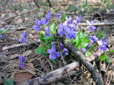 veilchenblau.JPG