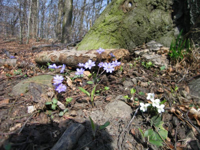 veilchenweiss1.img.JPG