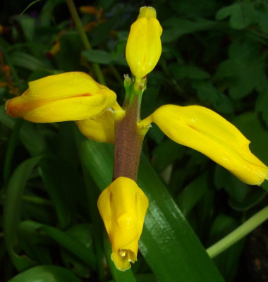 Lachenalia_Ronina_07.jpg