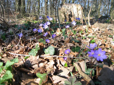 Leberblümchen.JPG