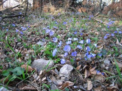leberblümchen3.img.JPG