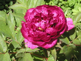 30.05.2006_Strauchp..jpg