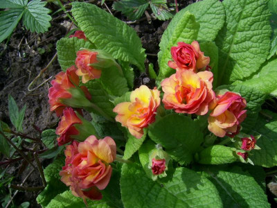 Primula vulgaris 'Ken Dearman' PIC_0053.JPG