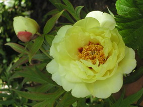 paeonia_suffruticosa__07.06.06.jpg