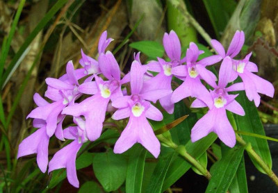 Oerstedella_centradenia_07.jpg