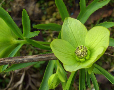 Helleborus_multifidus_07.jpg