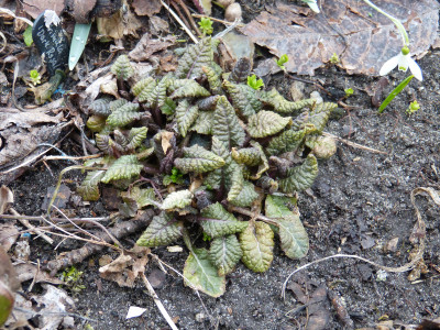 2018-04-01 Primula 'Dark Rosaleen'.jpg