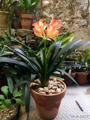 Clivia WL _18-04-01.jpg